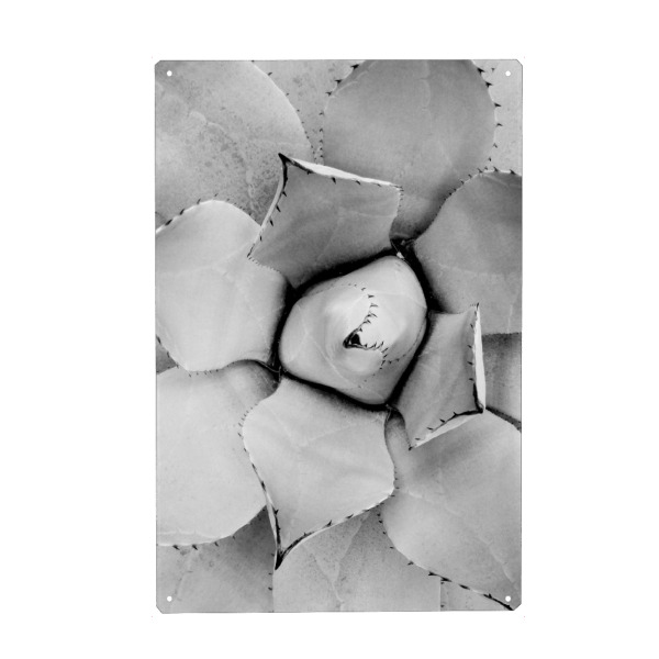 Metall Poster "Agave" artboxONE - Natur,Floral,Schwarzweiß