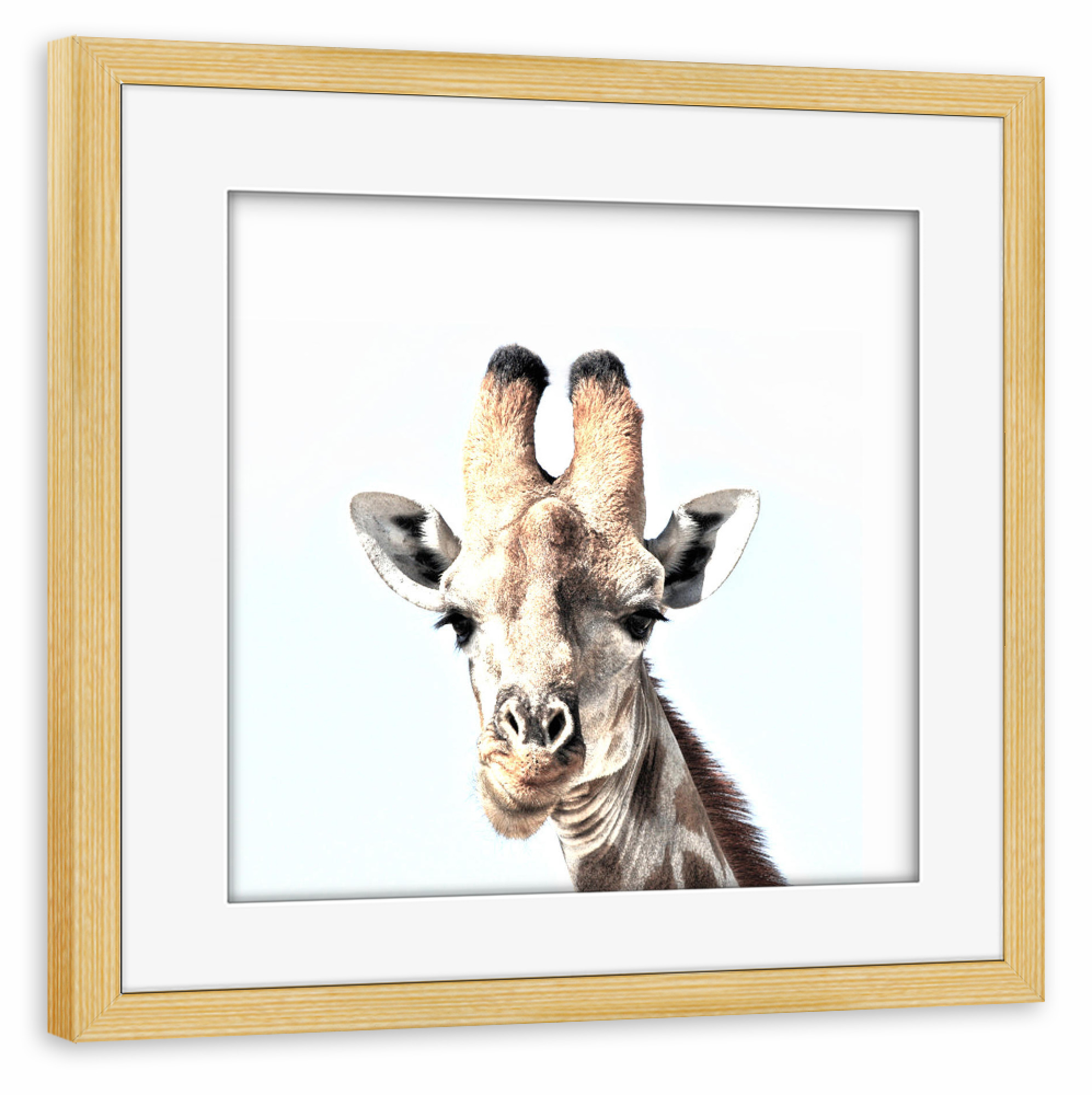 Poster mit Rahmen kiefer "Hey, there!" artboxONE - Tiere - Photography,Digital,Manipulation,Photoshop,Giraffe,Animals,Tier,Giraffe,Lachen,Süss