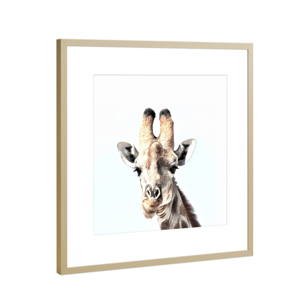 Poster mit Rahmen Gold "Hey, there!" artboxONE - Tiere - Photography,Digital,Manipulation,Photoshop,Giraffe,Animals,Tier,Giraffe,Lachen,Süss