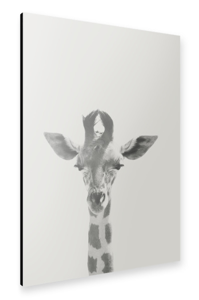 Alu-Dibond "Giraffe 02" 30x20 cm artboxONE
