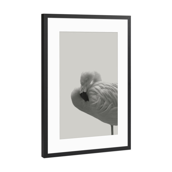 Poster mit Rahmen Schwarz (Metallic) "Flamingo 08" artboxONE - Natur,Tiere,Schwarzweiß