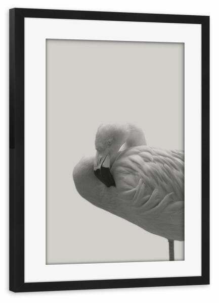 Poster mit Rahmen schwarz "Flamingo 08" artboxONE - Natur,Tiere,Schwarzweiß - Flamingo,Vogel,Tier,Feder,Trendtier,Pink,Skandinavisch,Moderne kunst