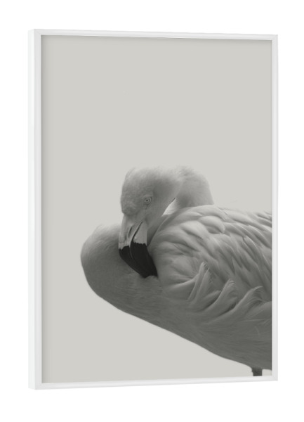 Poster mit weißem Rahmen "Flamingo 08" artboxONE - Natur,Tiere,Schwarzweiß - Flamingo,Vogel,Tier,Feder,Trendtier,Pink,Skandinavisch,Moderne kunst