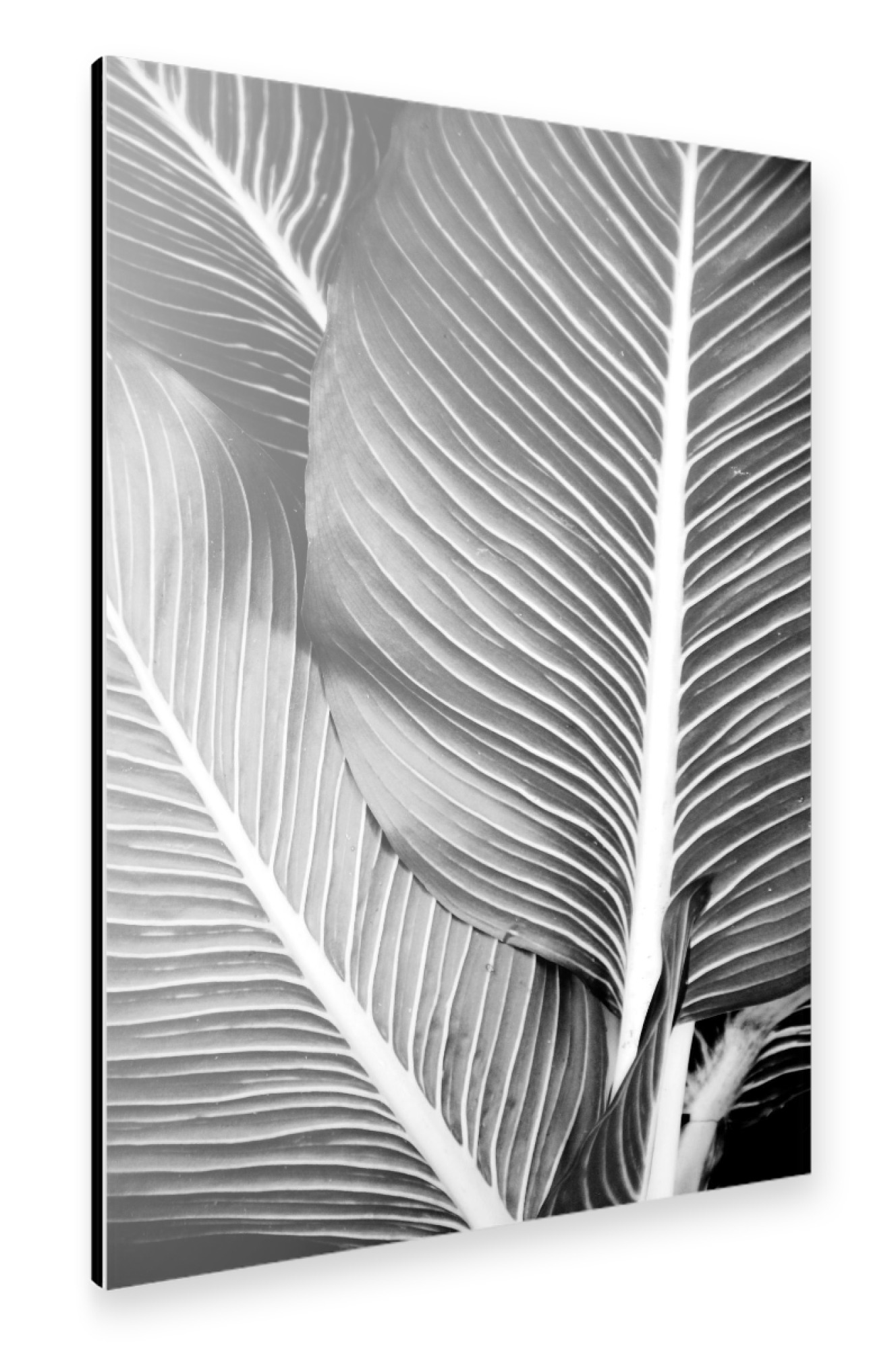 Alu-Dibond "Tropical Leaves" 75x50 cm artboxONE