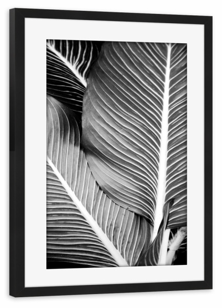 Poster mit Rahmen schwarz "Tropical Leaves" artboxONE - Natur,Abstrakt,Schwarzweiß,Geometrie