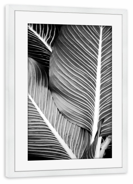 Poster mit Rahmen weiß "Tropical Leaves" artboxONE - Natur,Abstrakt,Schwarzweiß,Geometrie