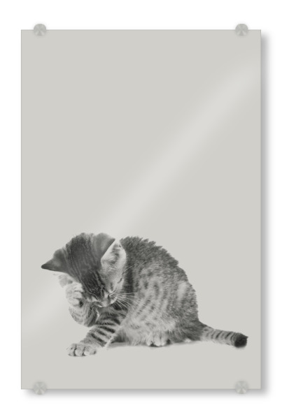 Acrylglasbild "Kätzchen 04" artboxONE - Natur,Für Kinder,Tiere - Kitten