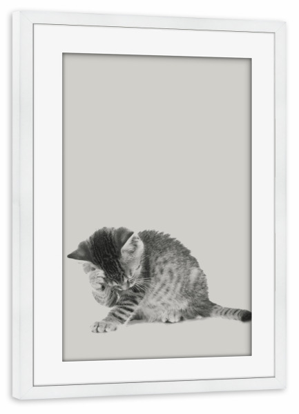 Poster mit Rahmen weiß "Kätzchen 04" artboxONE - Natur,Für Kinder,Tiere - Kitten