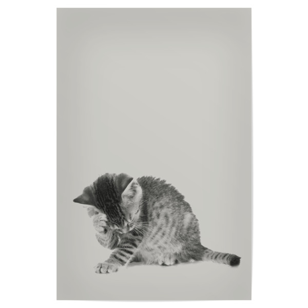Poster 30x20 cm "Kätzchen 04" artboxONE - Natur,Für Kinder,Tiere - Kitten