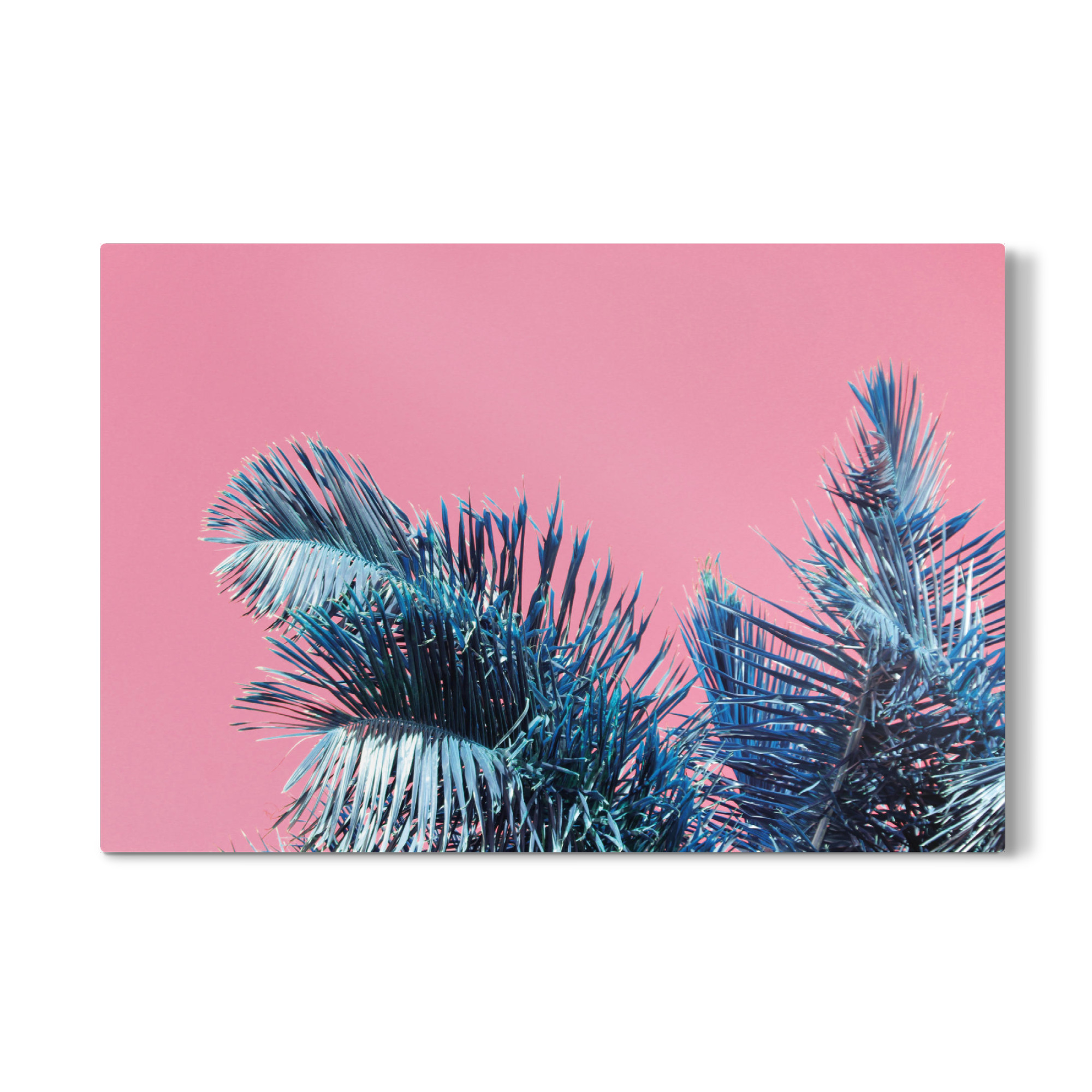 Galerie-Print "Palme" 75x50 cm artboxONE