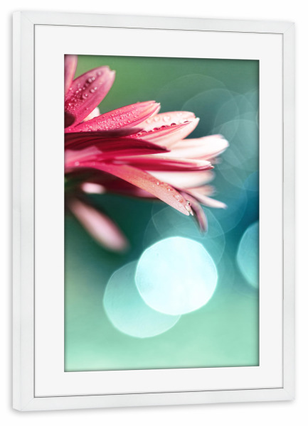 Poster mit Rahmen weiß "Natures Dreaming" artboxONE - Natur,Floral - Gerbera,Blume,Pflanze,Mit blumen,Minze,Rosa,Rosa