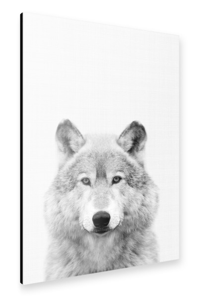 Alu-Dibond "Wolf Portrait" 30x20 cm artboxONE
