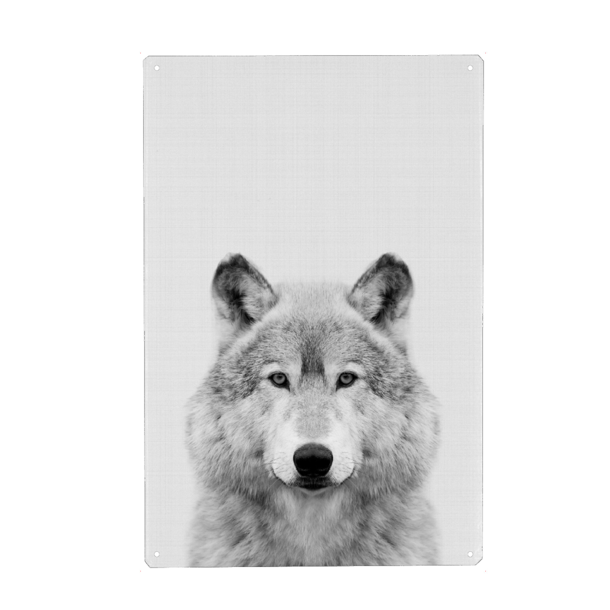 Metall Poster "Wolf Portrait" artboxONE - Für Kinder,Tiere,Schwarzweiß - Wolf,Portrait,Blackwhite,Tier,Schwarzweiß - Blechschild