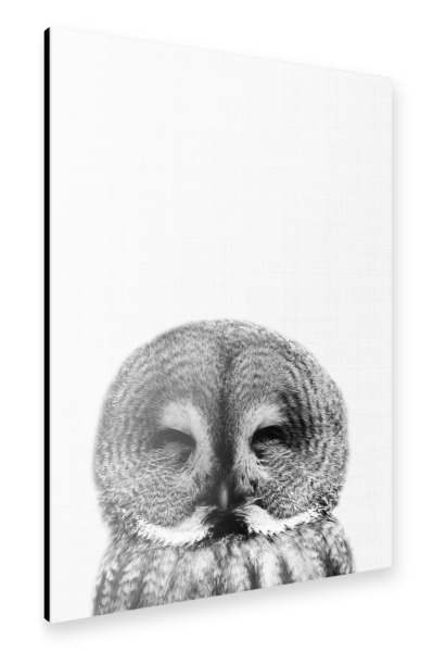 Alu-Dibond "Owl bw" 30x20 cm artboxONE
