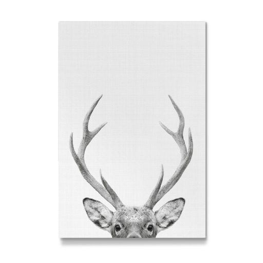 Deer Portrait