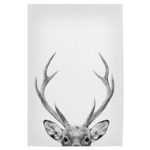 Deer Portrait