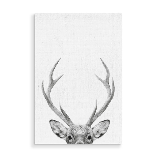 Deer Portrait Deer Portrait