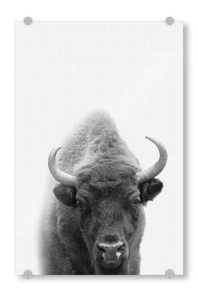 Acrylglasbild "Bison Portrait" artboxONE - Für Kinder,Tiere,Schwarzweiß