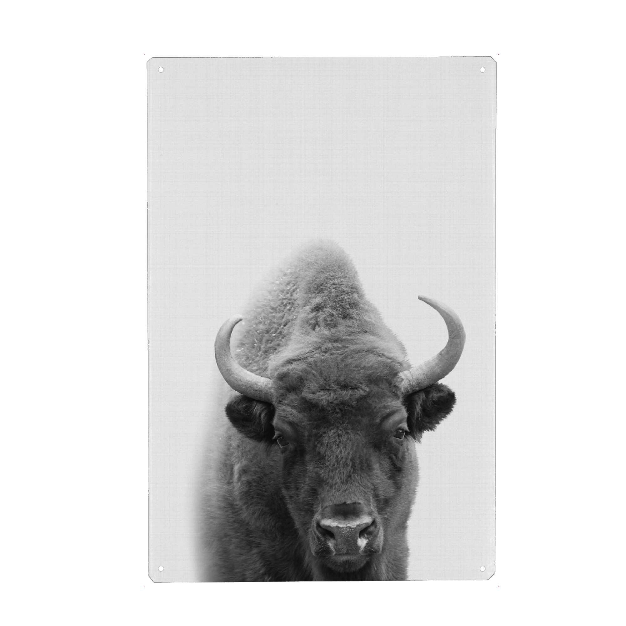 Metall Poster "Bison Portrait" artboxONE - Für Kinder,Tiere,Schwarzweiß