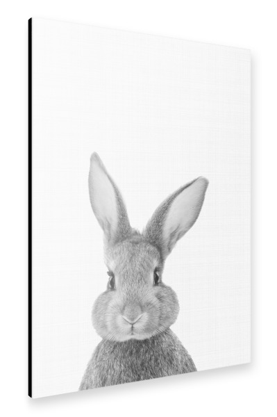 Alu-Dibond "Bunny (Rabbit) Portrait" 30x20 cm artboxONE