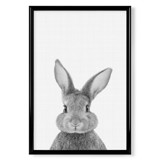 Bunny (rabbit) portrait