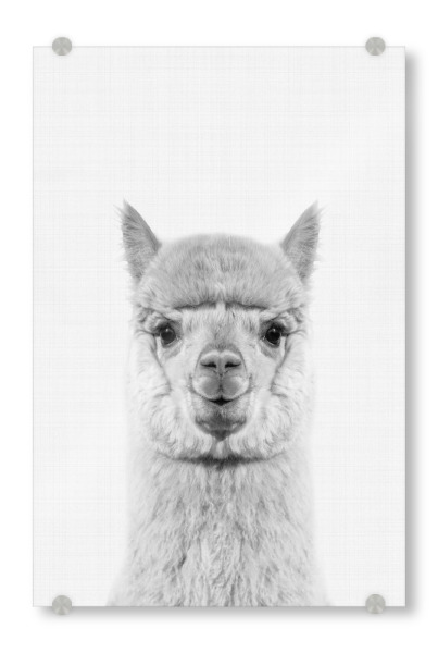 Acrylglasbild "Alpaca Portrait" artboxONE - Für Kinder,Tiere,Schwarzweiß - Alpaca,Alpaka,Tier,Animal,Lustig,Funny,Portrait,Kinder,Nursery,Schwarzweiß