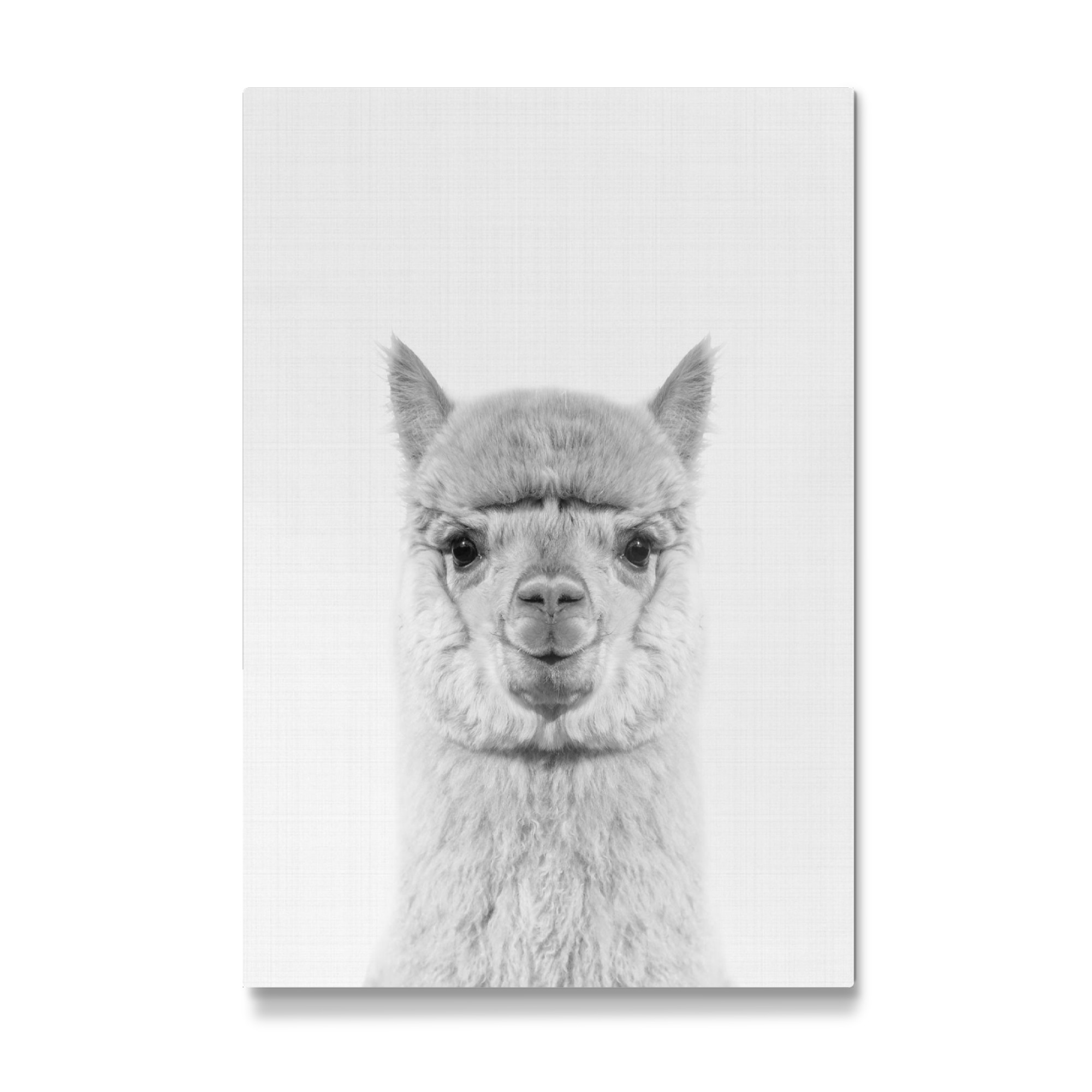 Galerie-Print "Alpaca Portrait" 30x20 cm artboxONE