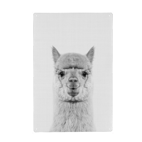 Metall Poster "Alpaca Portrait" artboxONE - Für Kinder,Tiere,Schwarzweiß - Alpaca,Alpaka,Tier,Animal,Lustig,Funny,Portrait,Kinder,Nursery,Schwarzweiß
