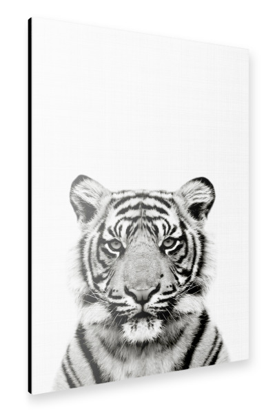 Alu-Dibond "Tiger Portrait BW" 30x20 cm artboxONE