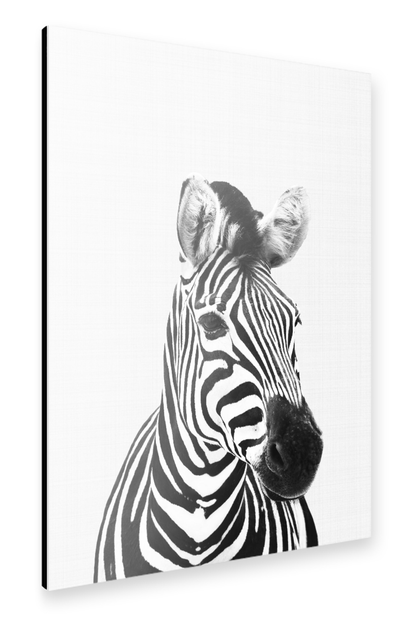 Alu-Dibond "Zebra Portrait" 75x50 cm artboxONE