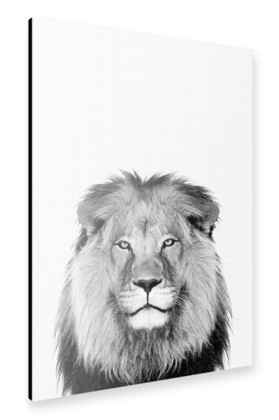 Alu-Dibond "Lion Portrait b/w" 30x20 cm artboxONE