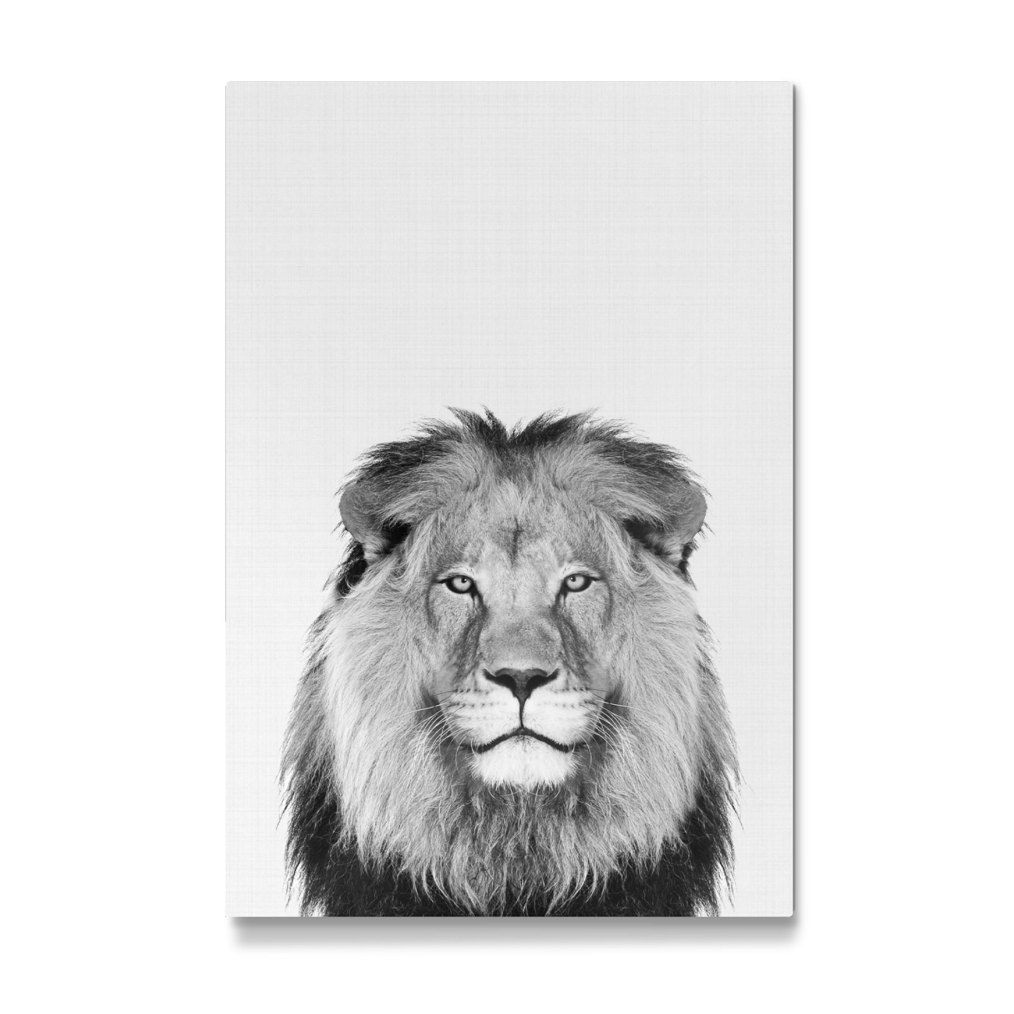 Galerie-Print "Lion Portrait b/w" 75x50 cm artboxONE