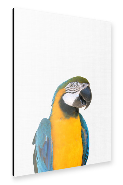 Alu-Dibond "Macaw Parrot" 30x20 cm artboxONE