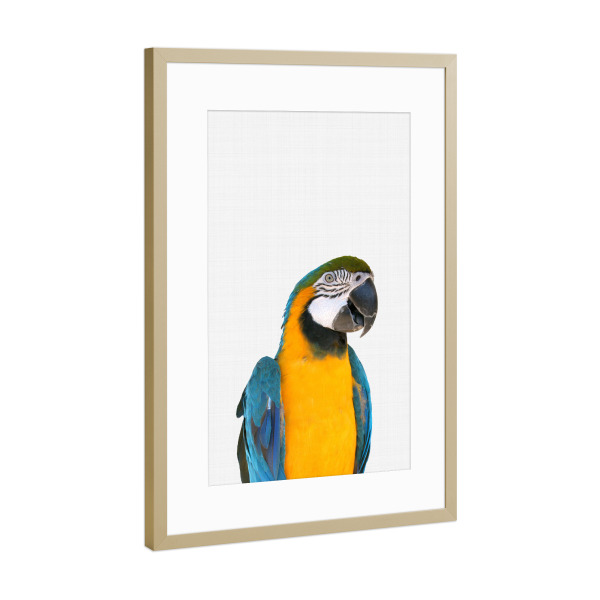 Poster mit Rahmen Gold "Macaw Parrot" artboxONE - Für Kinder,Tiere - Macaw,Parrot,Tropical art,Tropical wall art,Papagei,Tropisch,Vogel,Fliegen,Flügel