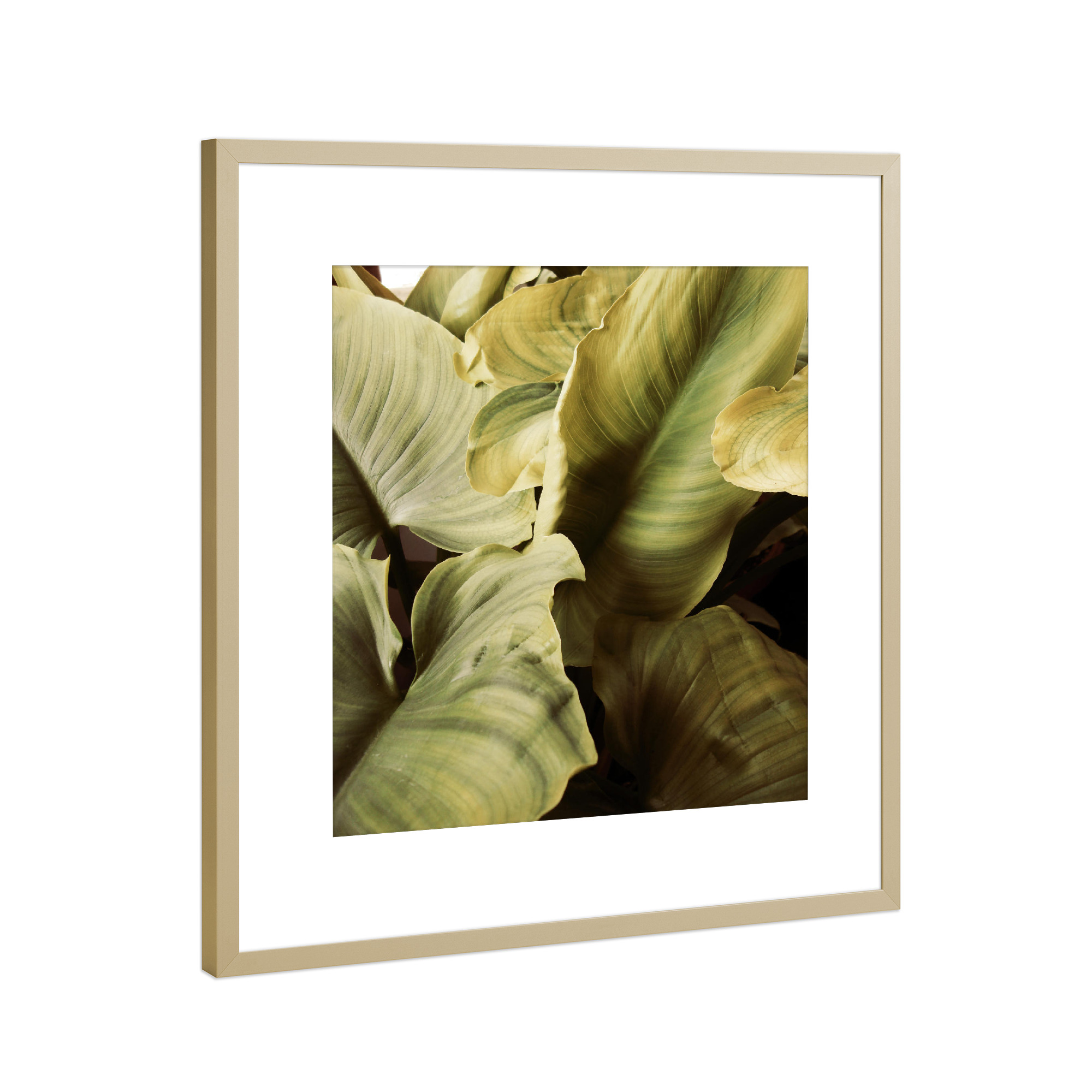 Poster mit Rahmen Gold "Vintage jungle" artboxONE - Natur,Floral - Photography,Digital,Manipulation,Photoshop,Vintage,Leaves,Blätter,Pflanze