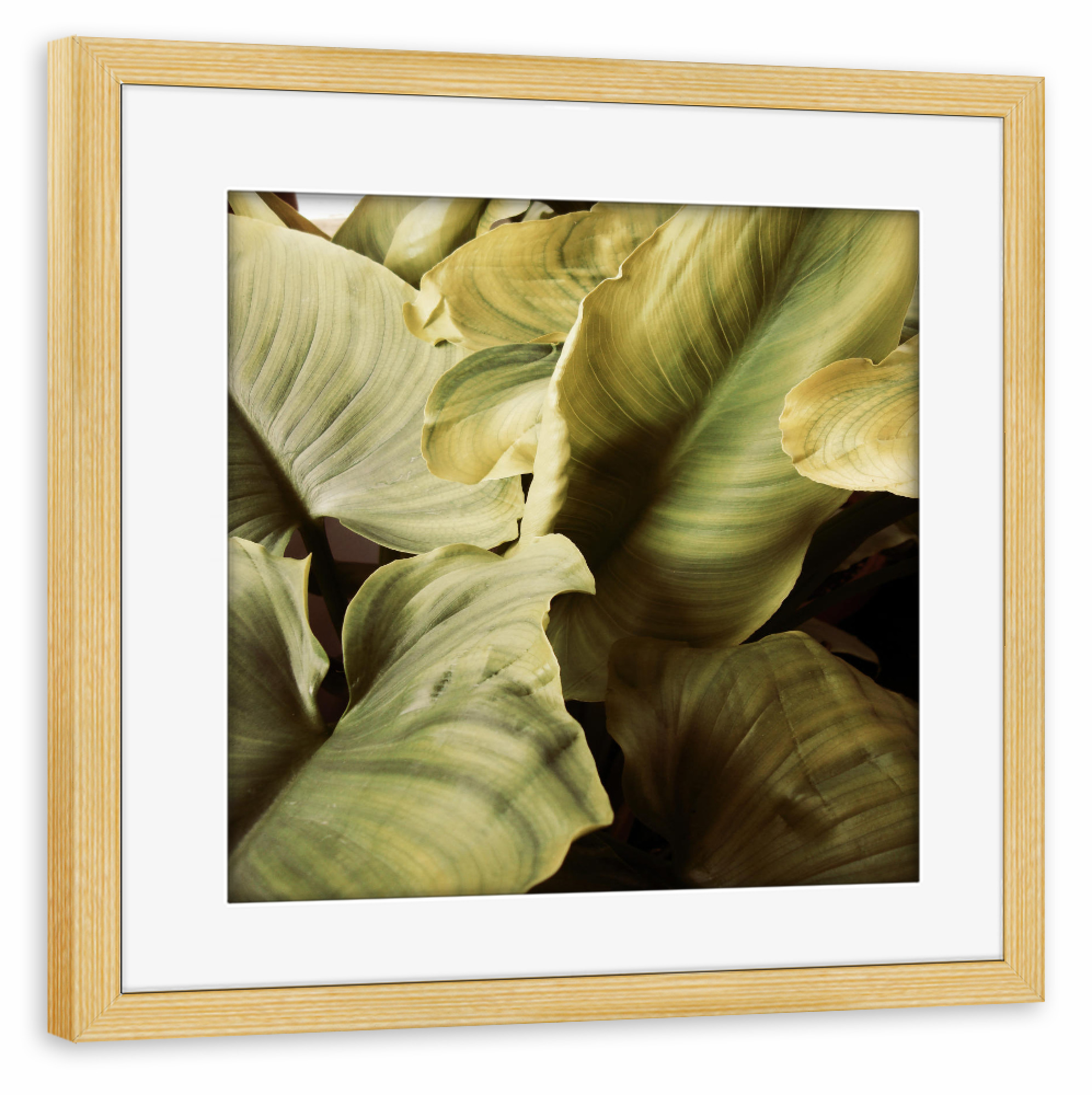 Poster mit Rahmen kiefer "Vintage jungle" artboxONE - Natur,Floral - Photography,Digital,Manipulation,Photoshop,Vintage,Leaves,Blätter,Pflanze