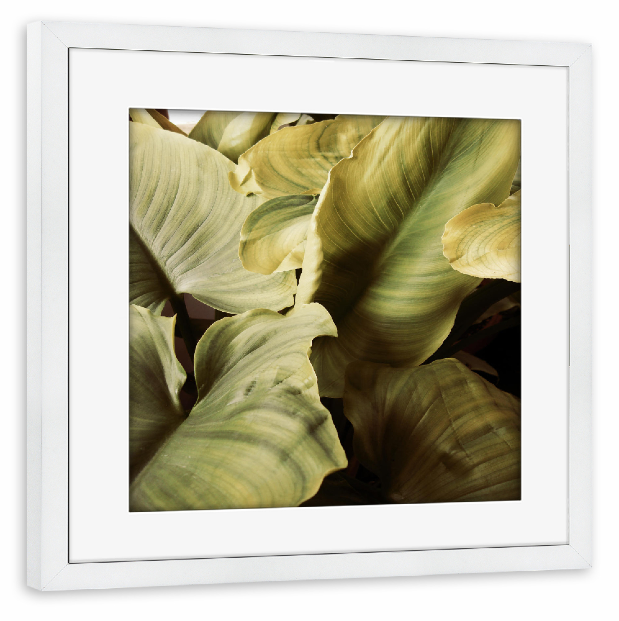 Poster mit Rahmen weiß "Vintage jungle" artboxONE - Natur,Floral - Photography,Digital,Manipulation,Photoshop,Vintage,Leaves,Blätter,Pflanze