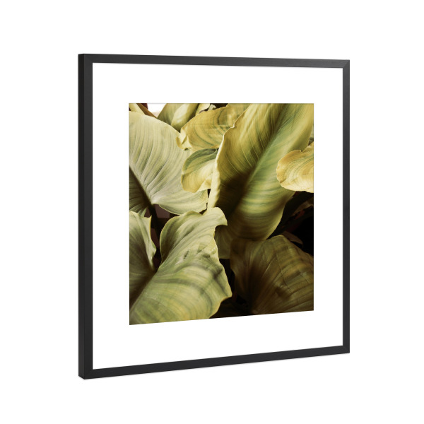 Poster mit Rahmen Schwarz (Metallic) "Vintage jungle" artboxONE - Natur,Floral