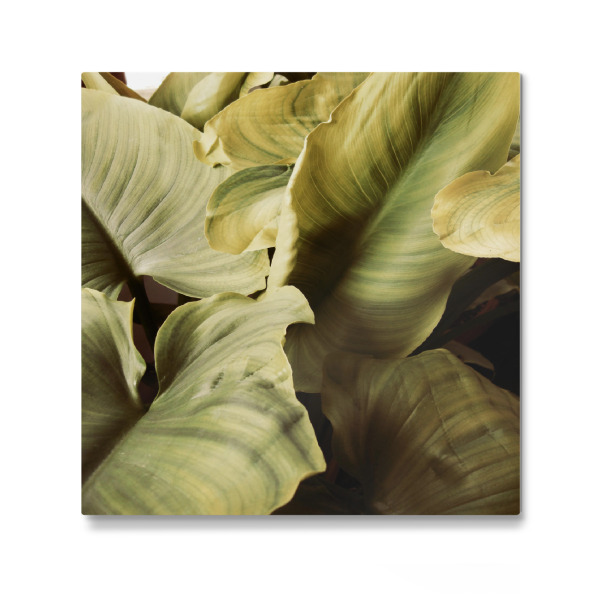 Galerie-Print "Vintage jungle" 30x30 cm artboxONE