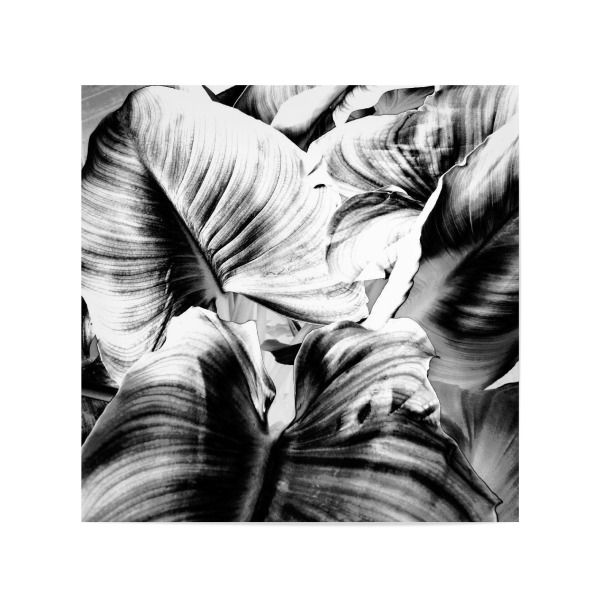 Poster 20x20 cm "Leaves N.66" artboxONE - Natur,Abstrakt,Schwarzweiß - Photography,Digital,Manipulation,Photoshop,Black,White,Leaves,Blätter,Pflanze