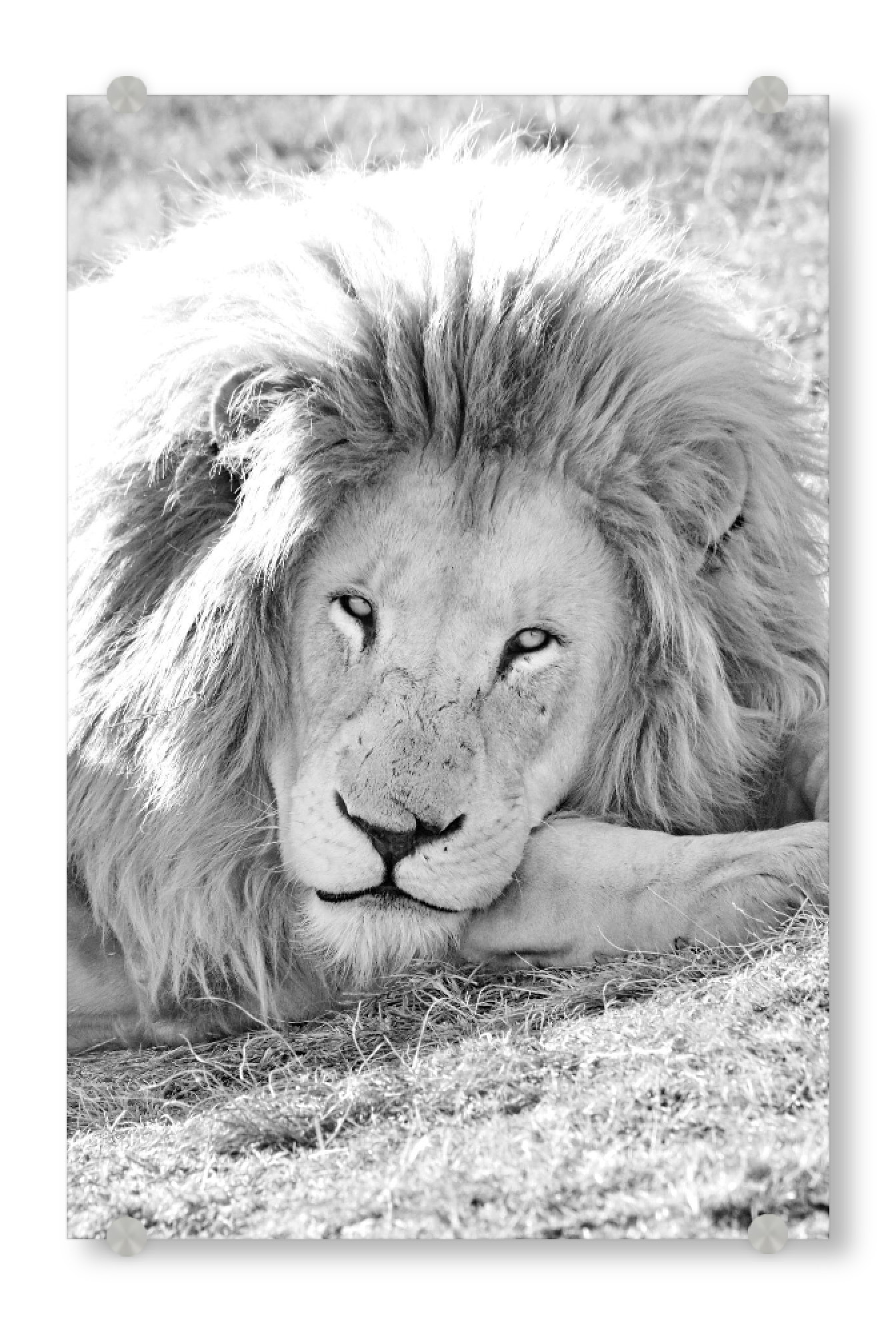 Acrylglasbild "Löwen Portrait sw 919" artboxONE - Natur,Tiere,Schwarzweiß,Reise / Afrika