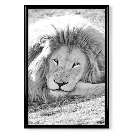 Löwen Portrait sw 919