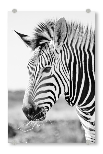 Acrylglasbild "Zebra Portrait sw 636" artboxONE - Natur,Tiere,Schwarzweiß,Reise / Afrika