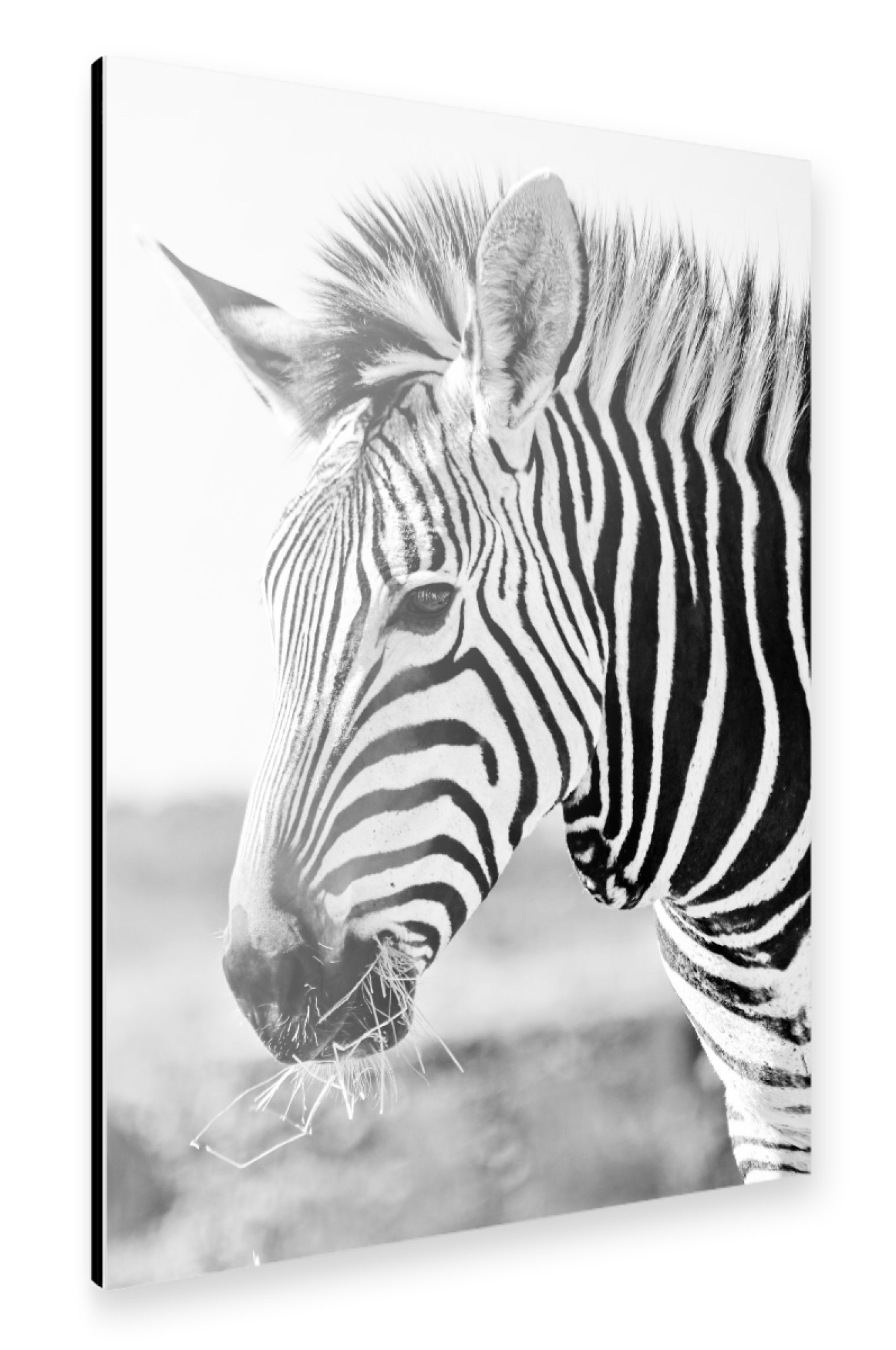 Alu-Dibond "Zebra Portrait sw 636" 30x20 cm artboxONE