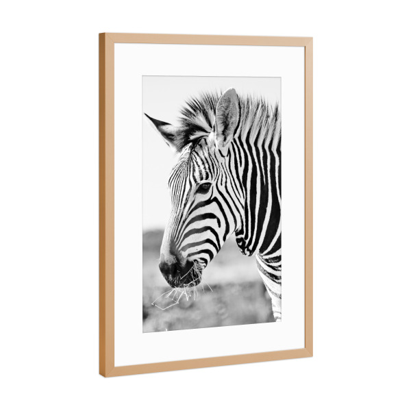 Poster mit Rahmen Kupfer "Zebra Portrait sw 636" artboxONE - Natur,Tiere,Schwarzweiß,Reise / Afrika