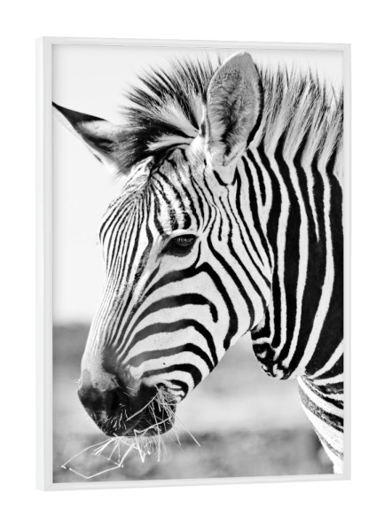 Poster mit weißem Rahmen "Zebra Portrait sw 636" artboxONE - Natur,Tiere,Schwarzweiß,Reise / Afrika