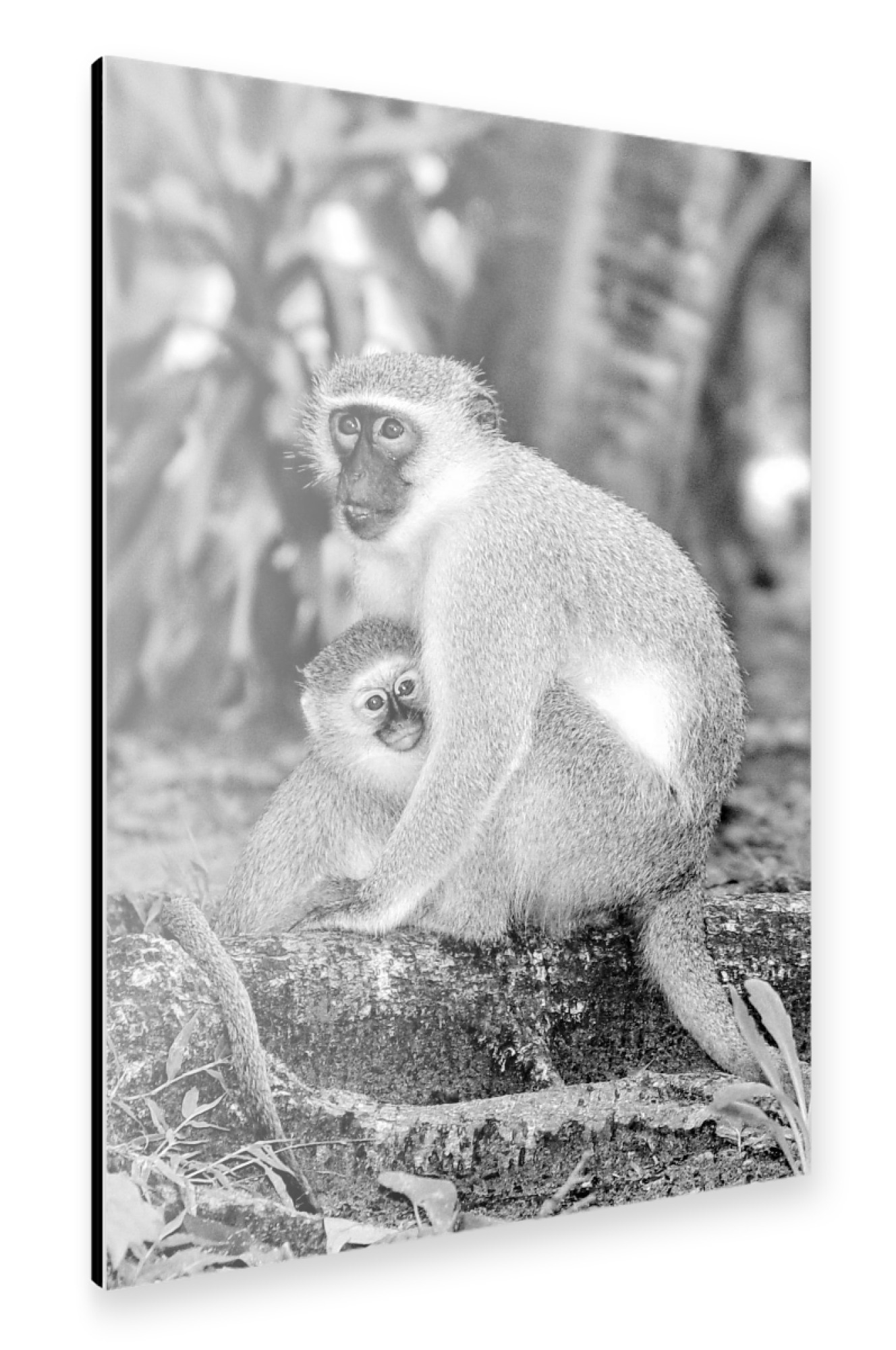 Alu-Dibond "Mutter und Baby Vevet Monkey sw 728" 75x50 cm artboxONE