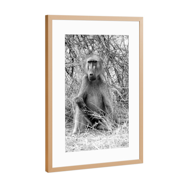 Poster mit Rahmen Kupfer "Pavian sw 65" artboxONE - Natur,Tiere,Schwarzweiß,Reise / Afrika