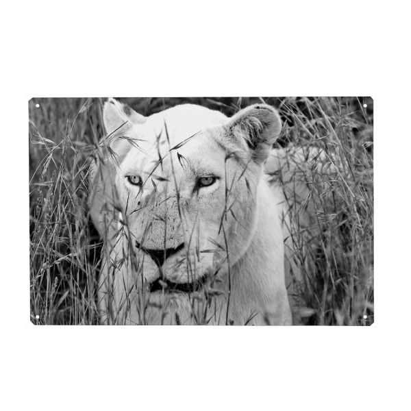 Metall Poster "Löwen Dame im Gras sw 2915" artboxONE - Natur,Tiere,Schwarzweiß,Reise / Afrika