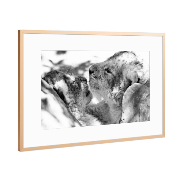 Poster mit Rahmen Kupfer "Big Friends sw 70995" artboxONE - Natur,Tiere,Schwarzweiß,Reise / Afrika